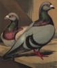 Карликовые голуби (серебристый и голубой) (из знаменитой "Книги голубей..." Роберта Фултона, изданной в Лондоне в 1874 году)