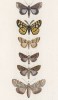 Некоторые бабочки родов Catephia, Fidonia, Cymatophora, Dianthaecia, Hadena и Aplecta (лат.) (лист 76)