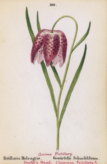 Рябчик шахматный (Fritillaria Meleagris (лат.)) (лист 388 известной работы Йозефа Карла Вебера "Растения Альп", изданной в Мюнхене в 1872 году)