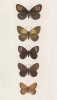 Бабочки рода Erebia (чернушки) Manto (1), Dromus (3), и рода Satyrus: Davus (2), Iphis (4), Pamphilus (5) (лат.) (лист 39)