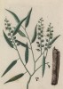 Сладкая кора, или ароматное хинное дерево, или каскарилла (Cascarilla (лат.)) - листья добавляют табачную смесь, а из коры получается стойкий краситель (лист 577 "Гербария" Элизабет Блеквелл, изданного в Нюрнберге в 1760 году)