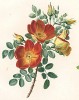 Шиповник из Flore pittoresque dediée Aux Dames par A. Chazal... Париж. 1820 год. В 2000 году комплект этих лучших в истории французской книги начала XIX века ботанических иллюстраций был продан на аукционе "Кристи" за 209.462 $