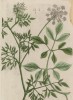 Амми обыкновенная (Ammi vulgare лат.) семейства зонтичные (лист 447 "Гербария" Элизабет Блеквелл, изданного в Нюрнберге в 1760 году)