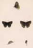 Бабочка хвостатка чёрная (лат. Papilio pruni), её гусеница и куколка. History of British Butterflies Френсиса Морриса. Лондон, 1870, л.40