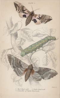 Куколки и мотыльки-бражники (1. Eyed Hawk-moth 2. Poplar Hawk-moth 3. Caterpilla of poplar hawk-moth (англ.)) (лист 3 тома XL "Библиотеки натуралиста" Вильяма Жардина, изданного в Эдинбурге в 1843 году)