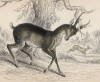 Мини-олень, или мунтжак (Stylocerus Muntjak (лат.)) (лист 19 тома XI "Библиотеки натуралиста" Вильяма Жардина, изданного в Эдинбурге в 1843 году)