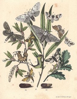 Бабочки семейства серпокрылок и хохлаток. "Книга бабочек" Фридриха Берге, Штутгарт, 1870. 