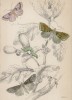 Совка-гамма с гусеницей и металловидка золотая (1. Pease-Blossom Moth 2. Gamma Moth 3. Caterpillar of Do. 4. Burnished brass Moth (англ.)) (лист 25 тома XL "Библиотеки натуралиста" Вильяма Жардина, изданного в Эдинбурге в 1843 году)