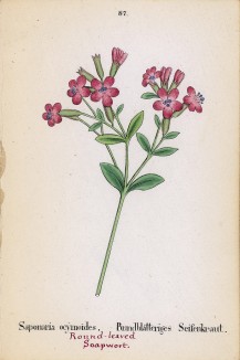Мыльнянка базиликовидная (Saponaria ocymoides (лат.)) (лист 87 известной работы Йозефа Карла Вебера "Растения Альп", изданной в Мюнхене в 1872 году)