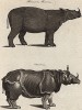 Носорог. Encyclopaedia Britannica, л.DX. Лондон, 1795