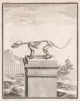 Скелет (лист XLIX иллюстраций к седьмому тому знаменитой "Естественной истории" графа де Бюффона, изданному в Париже в 1758 году)