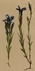 Горечавка реснитчатая (Gentiana ciliata (лат.)) (из Atlas der Alpenflora. Дрезден. 1897 год. Том IV. Лист 350)