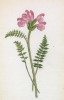 Мытник розовый (Pedicularis rosea (лат.)) (лист 323 известной работы Йозефа Карла Вебера "Растения Альп", изданной в Мюнхене в 1872 году)