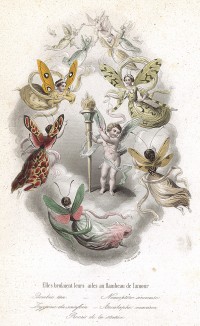 Юные бабочки, опаляющие свои крылышки о факел любви в руках Амура. Les Papillons, métamorphoses terrestres des peuples de l'air par Amédée Varin. Париж, 1852
