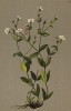 Смолёвка скальная (или "улыбчатая") (Silene rupestris (лат.)) (из Atlas der Alpenflora. Дрезден. 1897 год. Том I. Лист 89)