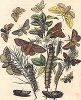 Бабочки семейства коконопрядов. "Книга бабочек" Фридриха Берге, Штутгарт, 1870. 
