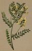 Астрагал повислоцветковый (Astragalus penduflorus (лат.)) (из Atlas der Alpenflora. Дрезден. 1897 год. Том III. Лист 254)