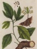 Лавр благородный (Laurus nobilis (лат.)) — субтропическое дерево, или кустарник семейства лавровые (лист 267 "Гербария" Элизабет Блеквелл, изданного в Нюрнберге в 1757 году)