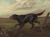 Шотландский сеттер (гордон) Блоссом (из "Книги собак" Веро Шоу, украшенной великолепными иллюстрациями Чарльза Барбера. Лондон. 1881 год)