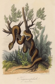 Гадюка (иллюстрация к работе Ахилла Конта Musée d'histoire naturelle, изданной в Париже в 1854 году)