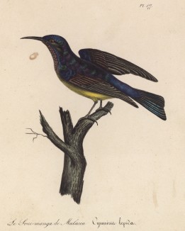 Нектарница малаккийская (лист из альбома литографий "Галерея птиц... королевского сада", изданного в Париже в 1825 году)