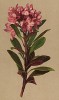 Рододендрон ржавый (Rhododendron ferrugineum (лат.)) (из Atlas der Alpenflora. Дрезден. 1897 год. Том III. Лист 292)