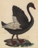 Чёрный лебедь (лист из альбома литографий "Галерея птиц... королевского сада", изданного в Париже в 1825 году)