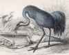Серый журавль (Grus cinerea (лат.)) (лист 9 тома XXVI "Библиотеки натуралиста" Вильяма Жардина, изданного в Эдинбурге в 1842 году)
