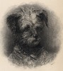 Титульный лист тома V "Библиотеки натуралиста" Вильяма Жардина, изданного в Эдинбурге в 1840 году и посвящённого естествоиспытателю дону Феликсу д'Азара (на миниатюре портрет пса)