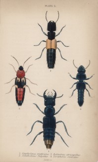 1. Стафилин 2. (1. Staphylinus erythrurus 2. Xantholinus fulgidus 3. Bolitobius atricapillus 4. Zirophorus exaratus (лат.)) (лист 5 XXXV тома "Библиотеки натуралиста" Вильяма Жардина, изданного в Эдинбурге в 1843 году)