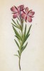 Иван-чай Додонея (Epilobium Dodonaei (лат.)) (лист 152 известной работы Йозефа Карла Вебера "Растения Альп", изданной в Мюнхене в 1872 году)