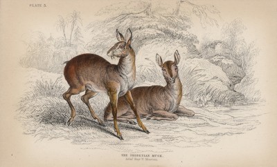 Мускусный олень, или кабарга (Moschus moschiferus (лат.)) (лист 3 тома XI "Библиотеки натуралиста" Вильяма Жардина, изданного в Эдинбурге в 1843 году)