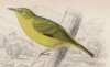 Жёлтая белоглазка (Zosterops flava (лат.)) (лист 3 тома XXIII "Библиотеки натуралиста" Вильяма Жардина, изданного в Эдинбурге в 1843 году)