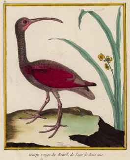 Ибис (из Table des Planches Enluminées d'Histoire Naturelle de M. D'Aubenton (фр.). Утрехт. 1783 год (лист 80))