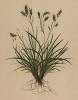 Осока волосовидная (Carex capillaris L. (лат.)) (из Atlas der Alpenflora. Дрезден. 1897 год. Том I. Лист 50)