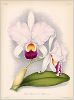 Копия «Орхидея CATTLEYA TRIANAE EMINENS (лат.) (лист DLXX Lindenia Iconographie des Orchidées - обширнейшей в истории иконографии орхидей. Брюссель, 1897)»