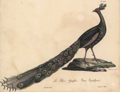 Голубой павлин (лист из альбома литографий "Галерея птиц... королевского сада", изданного в Париже в 1825 году)