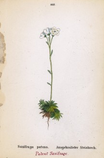 Камнеломка раскрытая (Saxifraga patens (лат.)) (лист 168 известной работы Йозефа Карла Вебера "Растения Альп", изданной в Мюнхене в 1872 году)