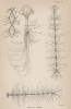 Нервная система у насекомых (Nervous system (англ.)) (лист 4 XXXIV тома "Библиотеки натуралиста" Вильяма Жардина, изданного в Эдинбурге в 1843 году)