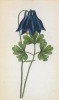 Аквилегия альпийская (Aquilegia alpina (лат.)) (лист 29 известной работы Йозефа Карла Вебера "Растения Альп", изданной в Мюнхене в 1872 году)