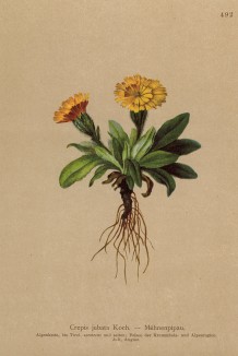 Скерда гривастая (Crepis jubata (лат.)) (из Atlas der Alpenflora. Дрезден. 1897 год. Том V. Лист 492)
