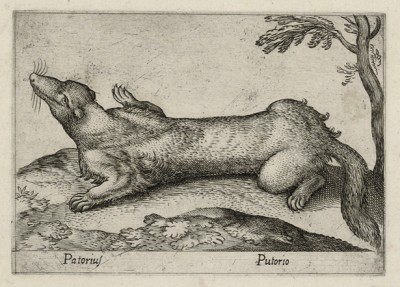 Хорь (лист из альбома Nova raccolta de li animali piu curiosi del mondo disegnati et intagliati da Antonio Tempesta... Рим. 1651 год)