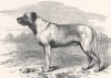Знаментиый мастиф Турк, принадлежащий мистеру Уоллису (из "Книги собак" Веро Шоу, изданной в Лондоне в 1881 году)