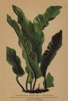 Асплениум сколопендровый (из Atlas der Alpenflora. Дрезден. 1897 год. Том I. Лист 8)