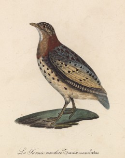 Трёхперстка пёстрая (лист из альбома литографий "Галерея птиц... королевского сада", изданного в Париже в 1825 году)