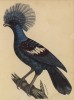 Венценосный голубь (лист из альбома литографий "Галерея птиц... королевского сада", изданного в Париже в 1825 году)
