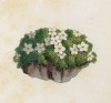 Проломник швейцарский (Androsace helvetica (лат.)) (лист 331 известной работы Йозефа Карла Вебера "Растения Альп", изданной в Мюнхене в 1872 году)
