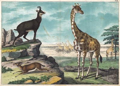 Жирафы, дикая коза и газель на фоне природы. Берлин, 1890-е гг.