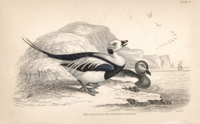 Длиннохвостые уточки (Harelda glacialis (лат.)) (лист 9 тома XXVII "Библиотеки натуралиста" Вильяма Жардина, изданного в Эдинбурге в 1843 году)
