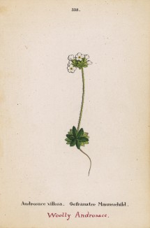 Проломник мохнатый (Androsace villosa (лат.)) (лист 338 известной работы Йозефа Карла Вебера "Растения Альп", изданной в Мюнхене в 1872 году)